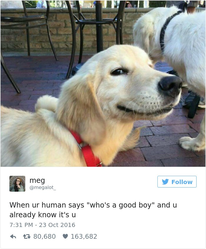 Top 20 best dog tweets "When your human says 'good boy' and you already know it's you